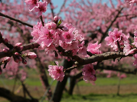 Prunus persica