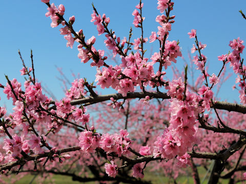Prunus persica