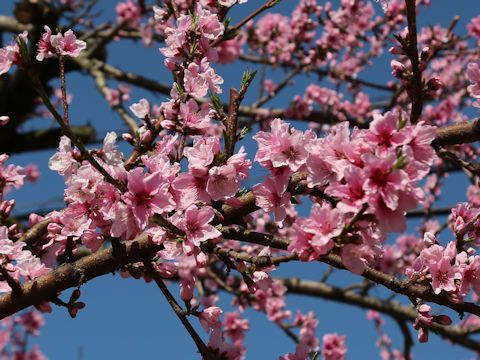 Prunus persica