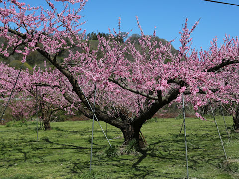 Prunus persica