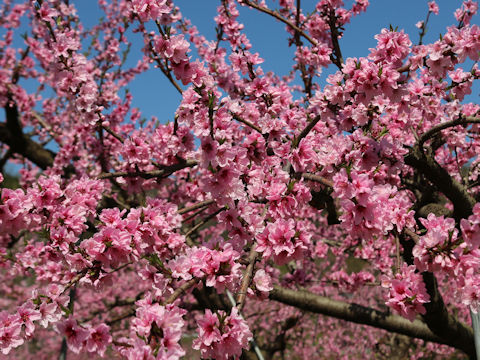 Prunus persica