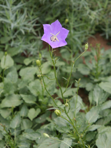 Campanula persicifolia