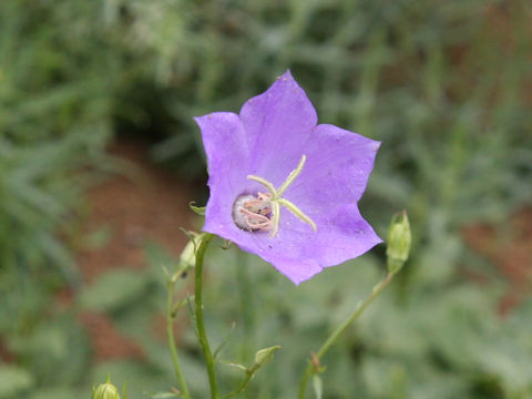 Campanula persicifolia