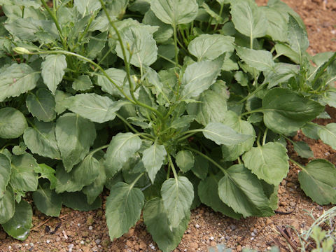 Campanula persicifolia