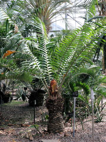 Encephalartos hildebrandtii