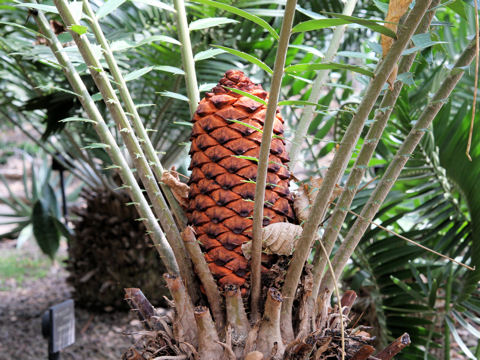 Encephalartos hildebrandtii