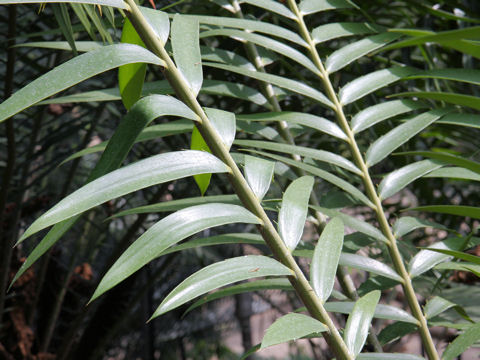 Encephalartos hildebrandtii