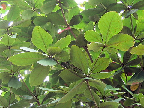 Terminalia catappa