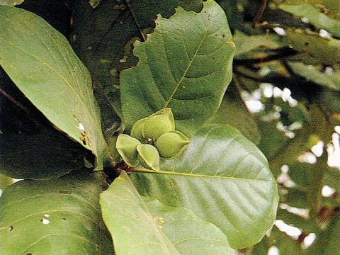 Terminalia catappa