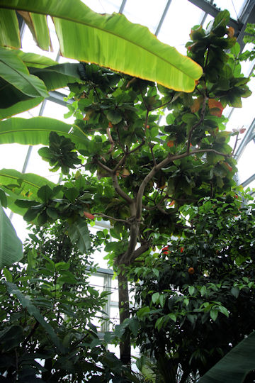 Terminalia catappa