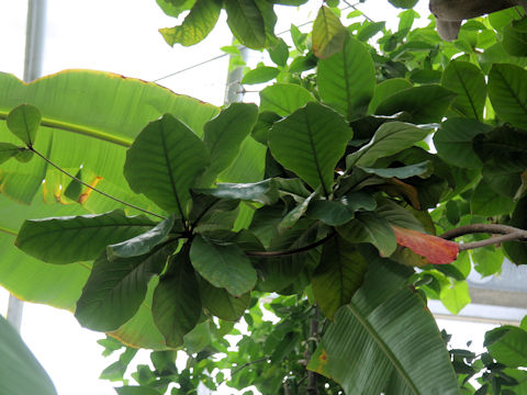 Terminalia catappa