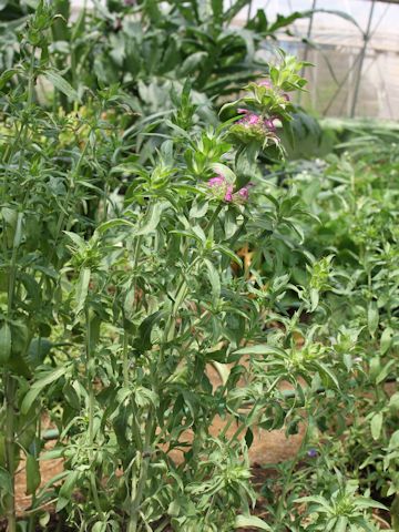 Monarda citriodora cv. Purplish Rose