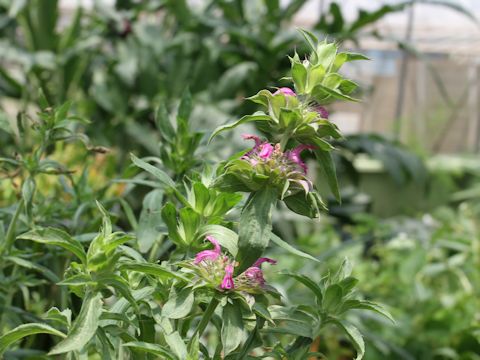 Monarda citriodora cv. Purplish Rose