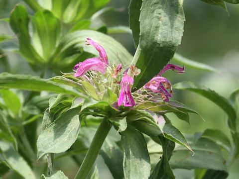 Monarda citriodora cv. Purplish Rose