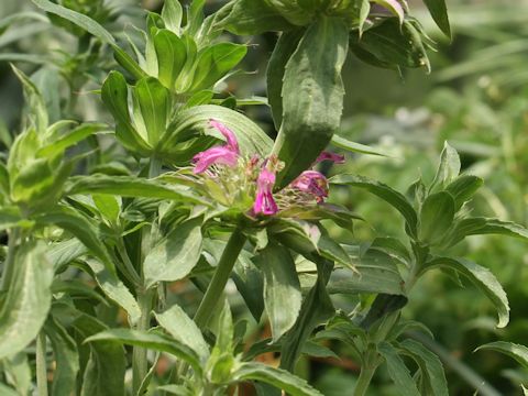 Monarda citriodora cv. Purplish Rose
