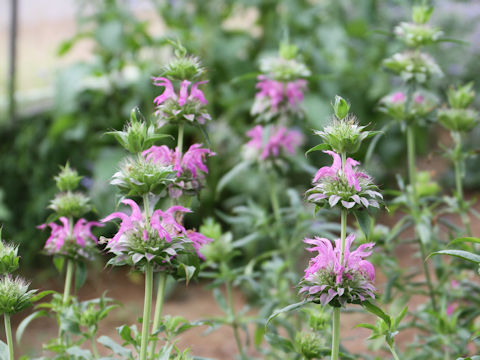 Monarda citriodora cv. Purplish Rose