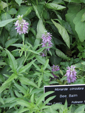 Monarda citriodora