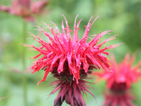 Monarda didyma