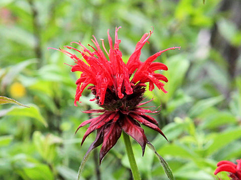 Monarda didyma