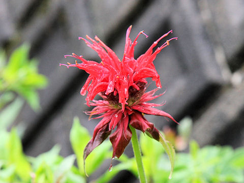 Monarda didyma