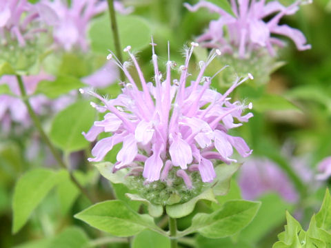 Monarda didyma