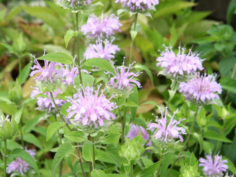 Monarda didyma