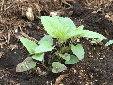 Monarda didyma