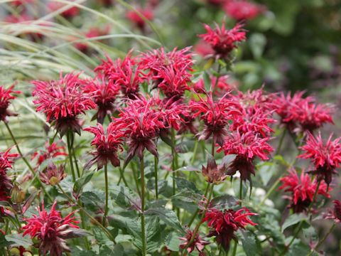 Monarda didyma