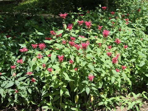 Monarda didyma