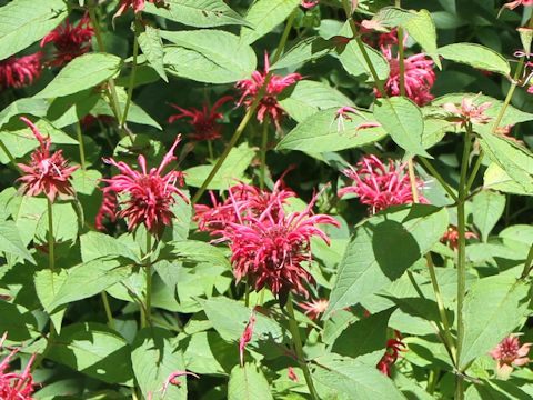 Monarda didyma