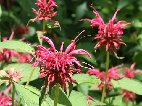 Monarda didyma