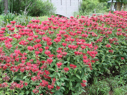 Monarda didyma