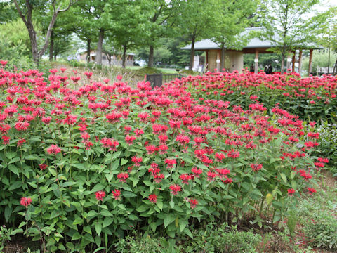 Monarda didyma