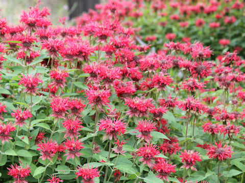 Monarda didyma