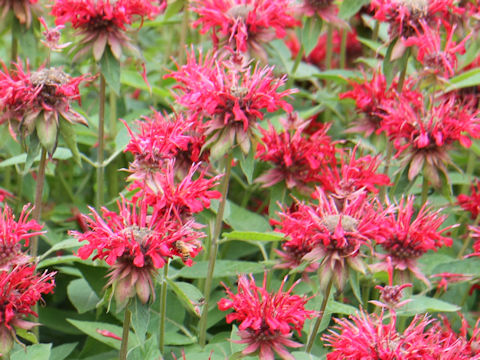 Monarda didyma