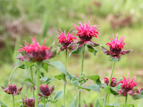 Monarda didyma