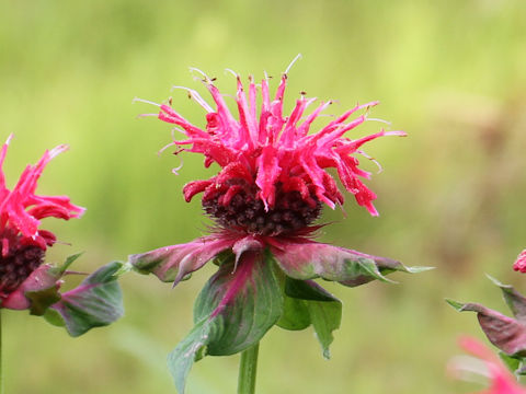 Monarda didyma