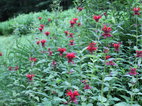 Monarda didyma