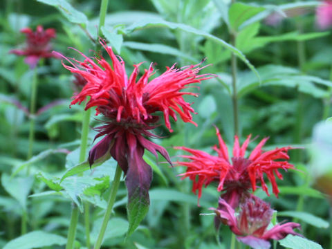 Monarda didyma