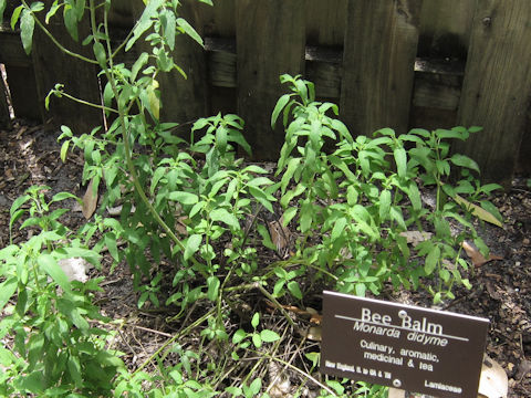 Monarda didyma