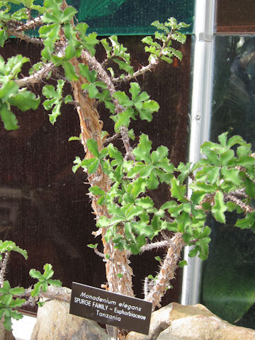 Monadenium elegans