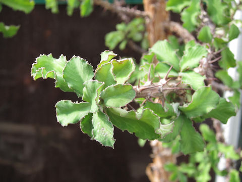 Monadenium elegans