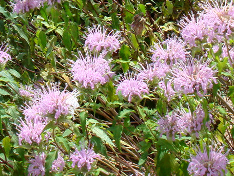 Monarda fistulosa