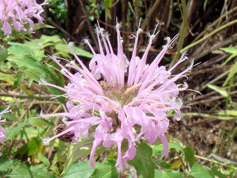 Monarda fistulosa