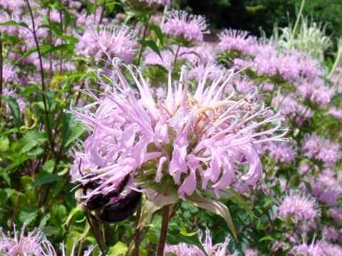 Monarda fistulosa