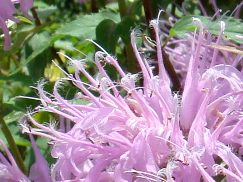 Monarda fistulosa