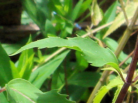 Monarda fistulosa