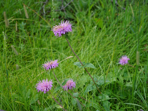 Monarda fistulosa