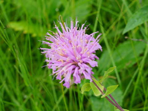 Monarda fistulosa