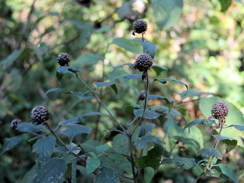 Monarda fistulosa